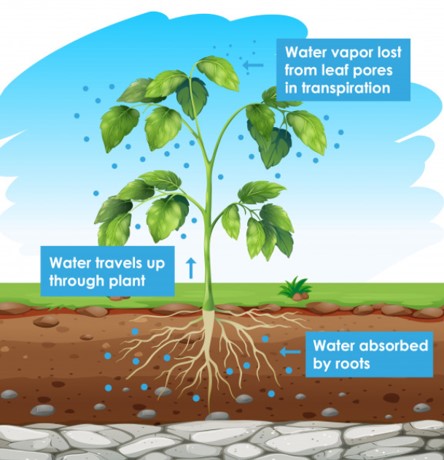 Exlaining transpirations. Water absorbed by the roots and released to as vabour from the plants and trees